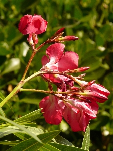 Blossom plant leaf flower Photo