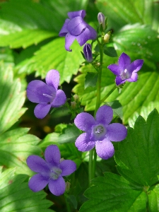 Foto Florescer plantar flor pétala