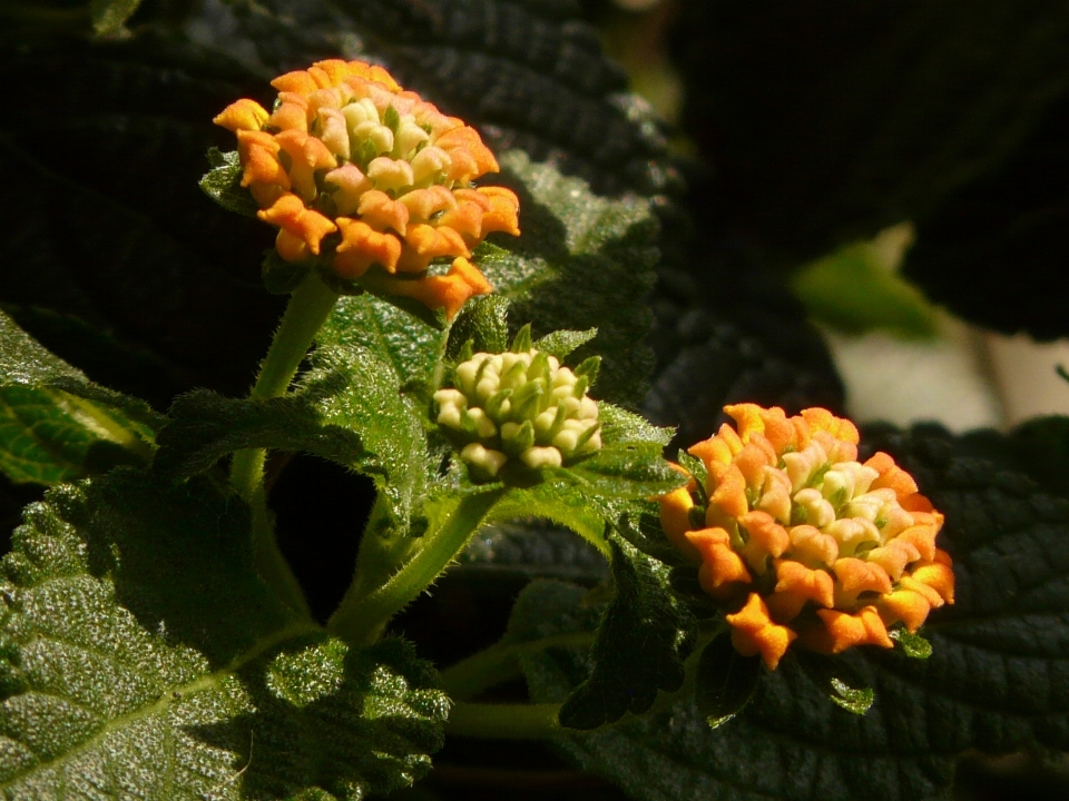 Natura fiore pianta foglia