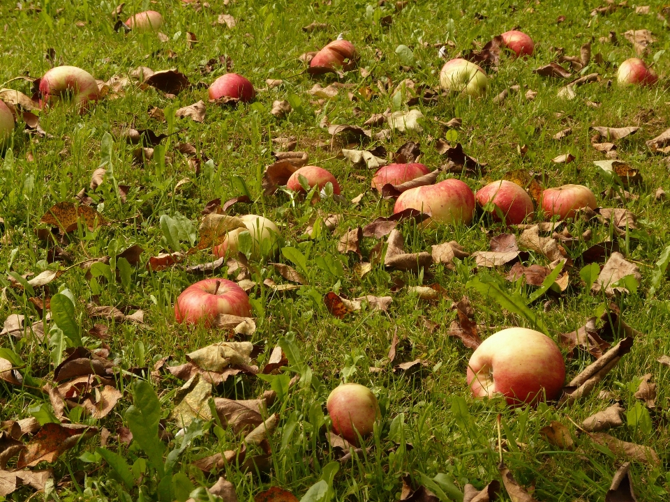 Apple forêt usine prairie
