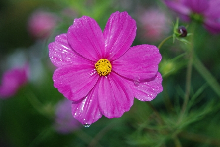 Nature plant flower petal Photo