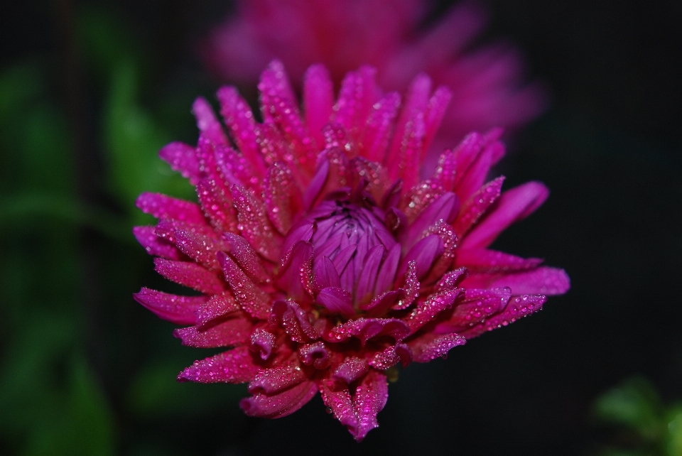 Blossom plant photography flower