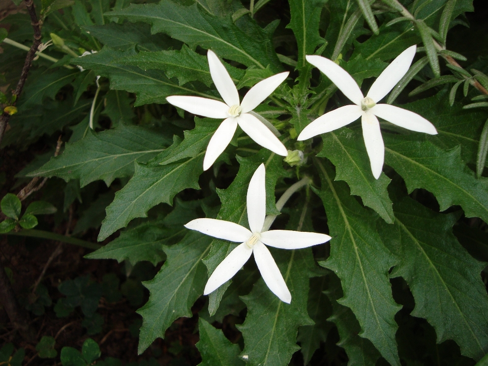 Pianta bianco foglia fiore