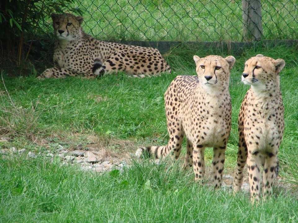 Aventura fauna silvestre zoo mamífero