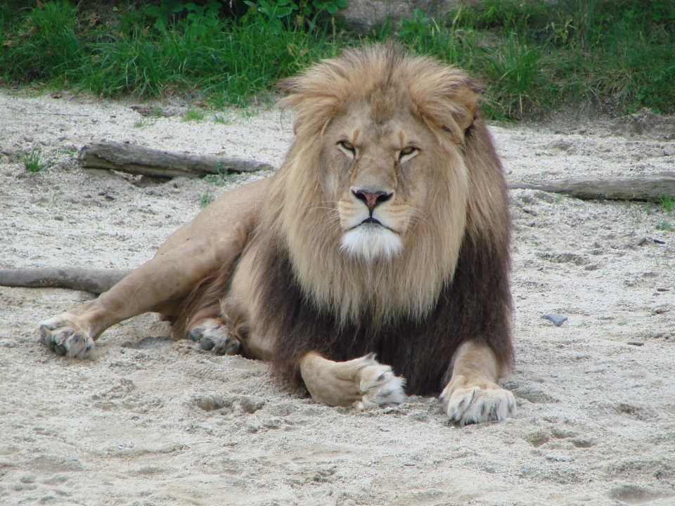 Faune zoo mammifère crinière
