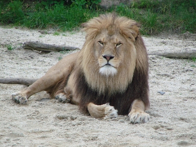 Foto Animali selvatici zoo mammifero criniera
