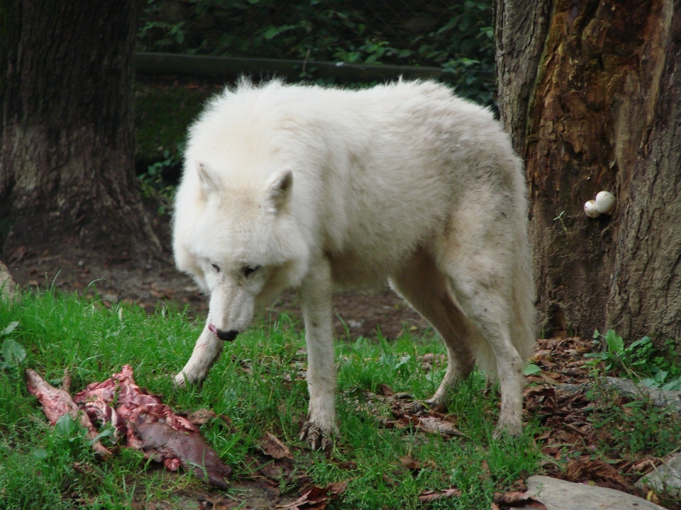 Bianco cane animali selvatici mammifero