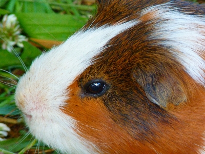 Foto Dulce animal lindo mamífero