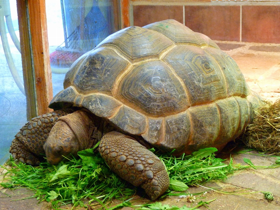 Zwierzę dzikiej przyrody ogród zoologiczny żółw