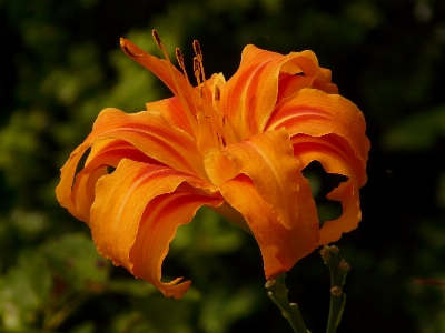 花 植物 葉 花弁 写真