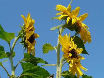 Nature blossom plant sky Photo