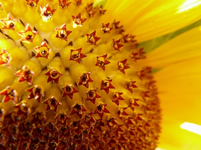 Nature blossom plant photography Photo