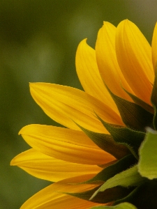 Nature blossom plant photography Photo