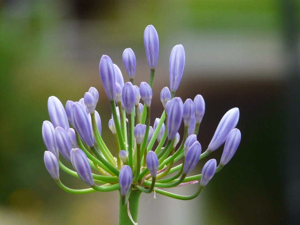 Nature fleurir usine fleur