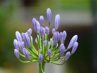 Nature blossom plant flower Photo