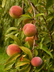 Apple tree branch plant Photo