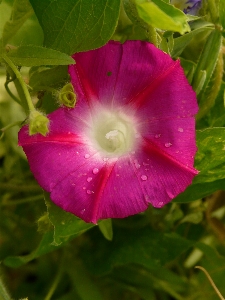 Blossom plant flower petal Photo