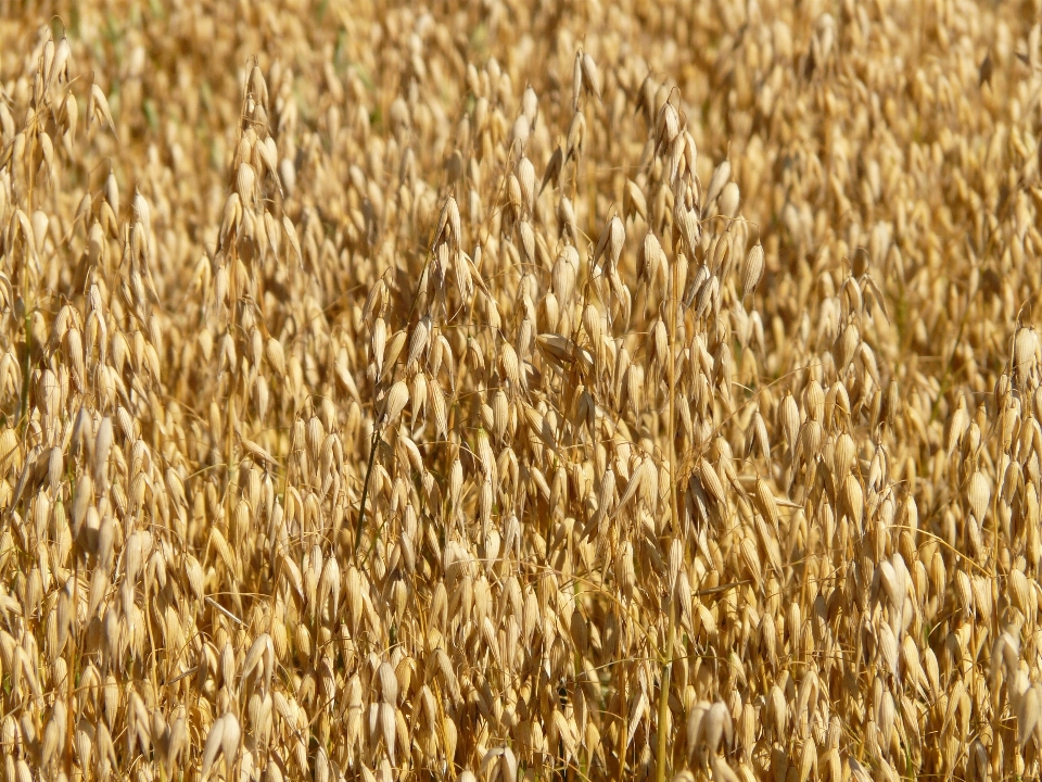 Grass plant field barley