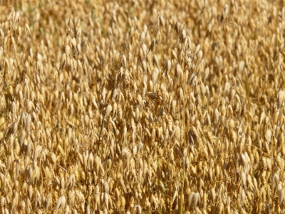 Grass plant field barley Photo