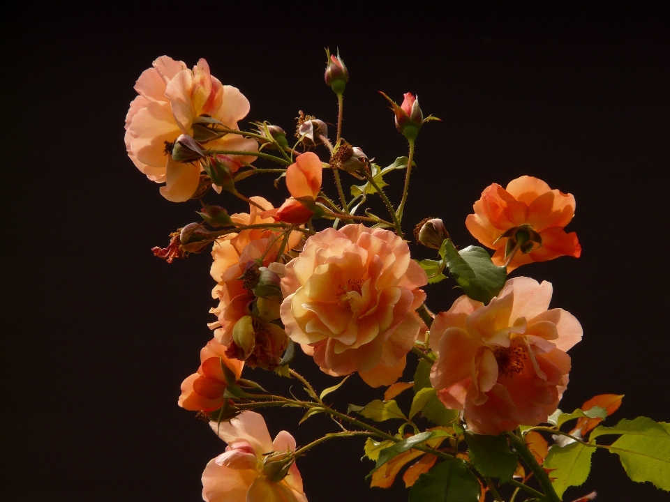 Branch blossom plant leaf