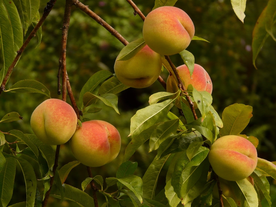 Apple baum zweig anlage