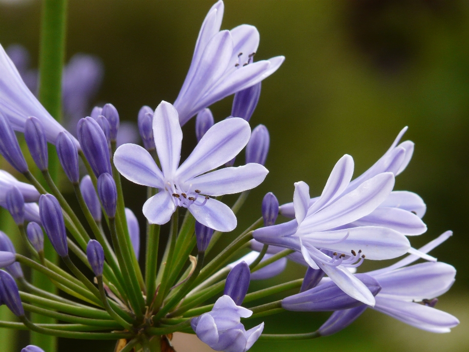 Blüte anlage blume blütenblatt