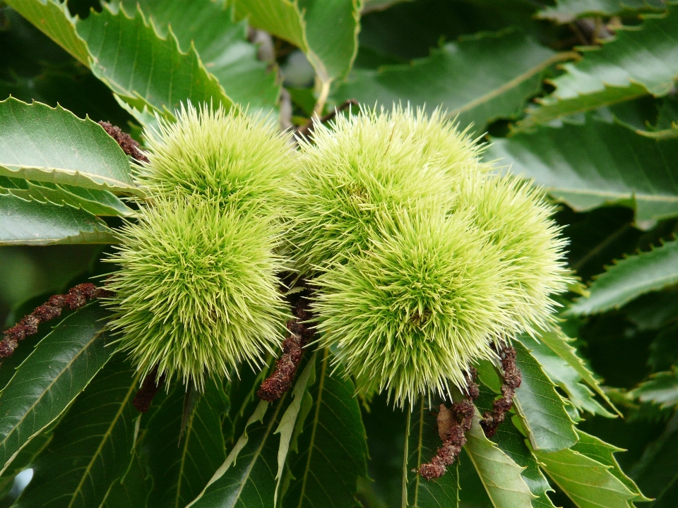 Baum stachelig
 anlage frucht