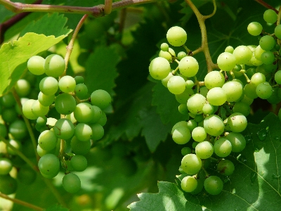 植物 葡萄 葡萄酒 水果 照片