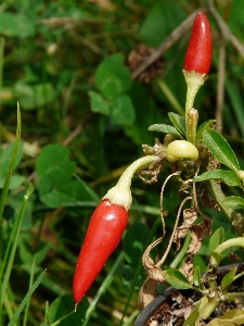 Sharp plant fruit flower Photo