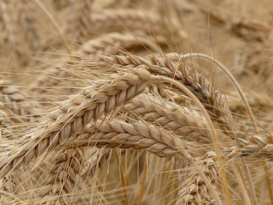 Plant field barley wheat