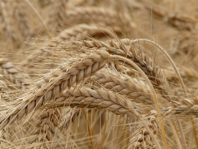 Plant field barley wheat Photo