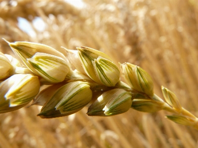 Grass plant field barley Photo