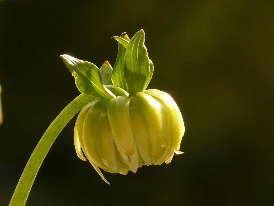 Nature fleurir croissance usine