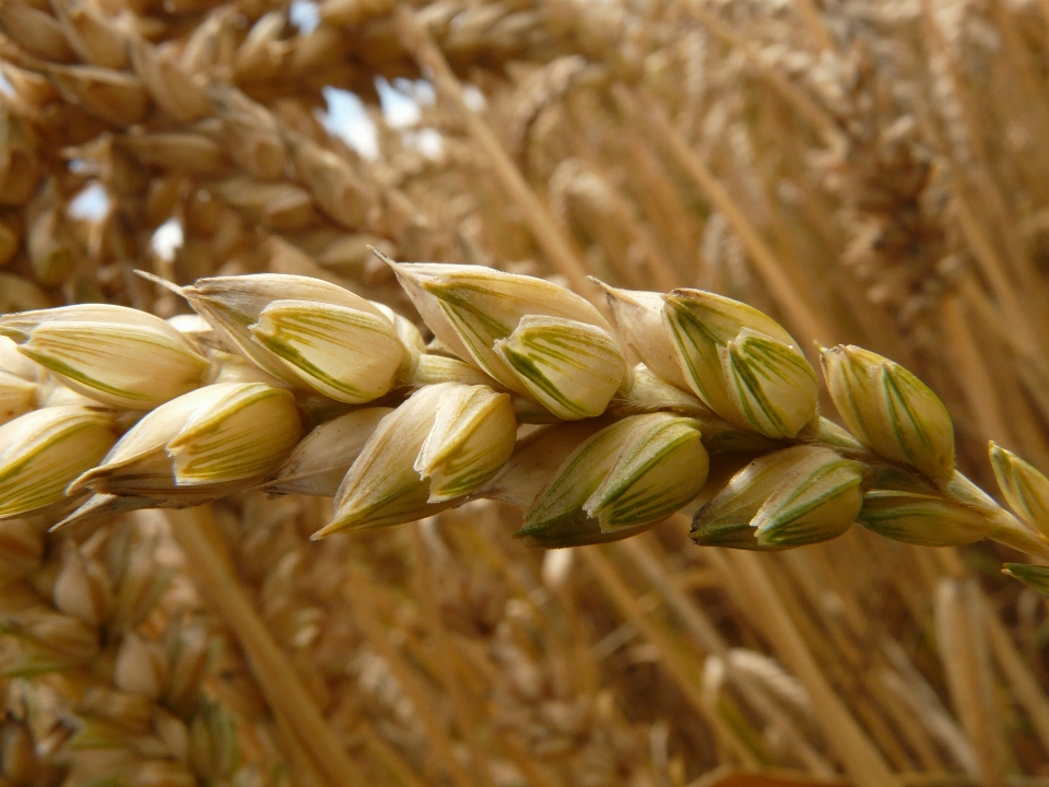 Plant field barley wheat