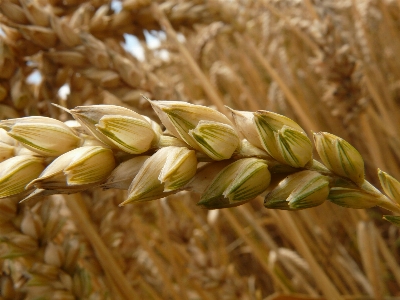 Plant field barley wheat Photo