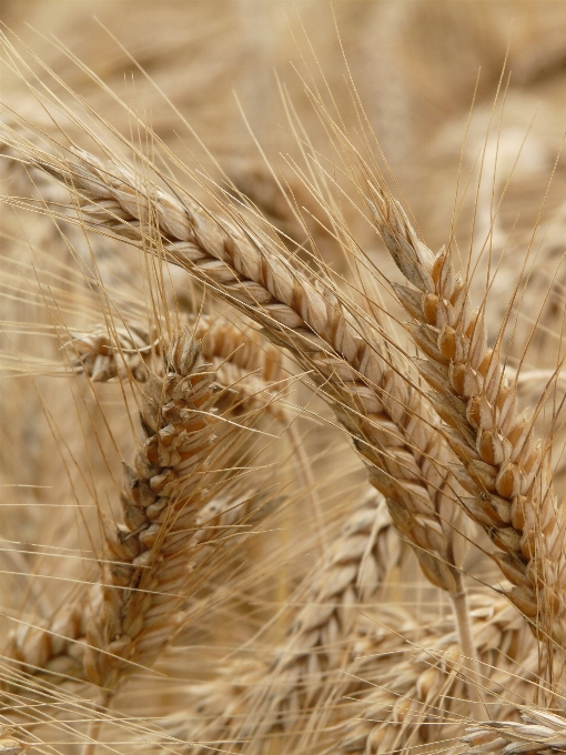 Plant field barley wheat