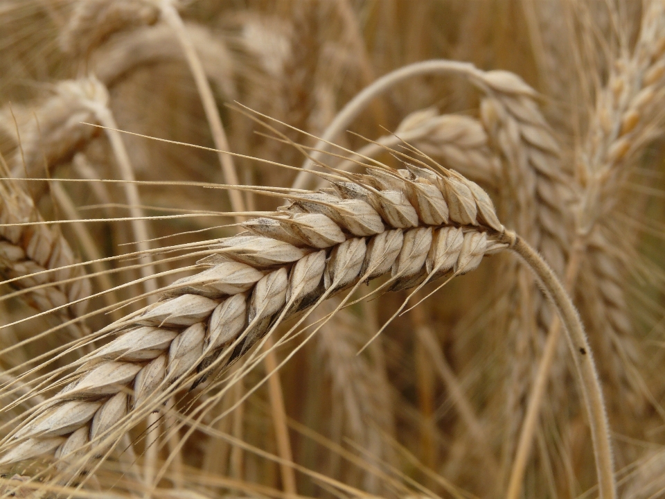 Plant field barley wheat