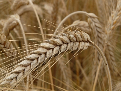 Plant field barley wheat Photo