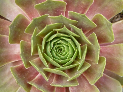 ライト 植物 葉 花 写真