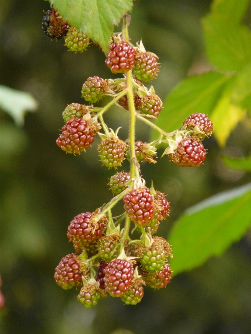 árvore florescer plantar fruta