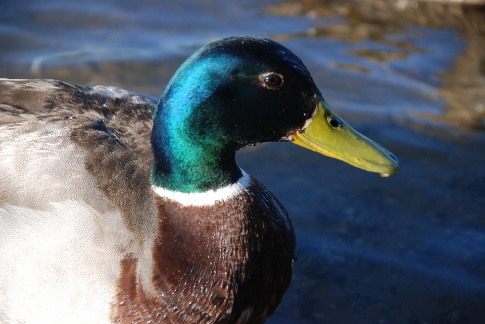 Vogel männlich tierwelt schnabel