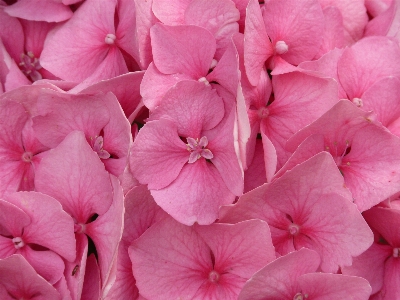 花 植物 花弁 咲く 写真