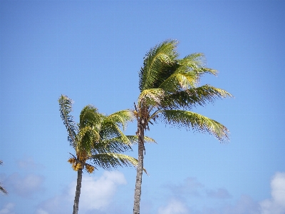 Beach tree nature grass Photo