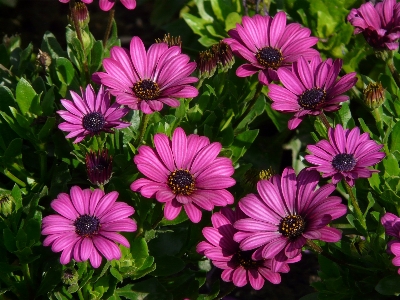 Plant flower purple petal Photo