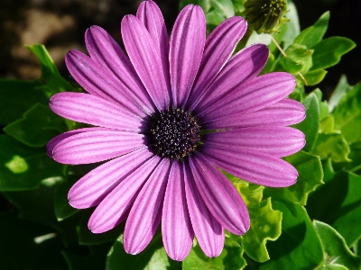 Blossom plant photography flower Photo