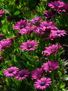 Plant meadow flower purple Photo