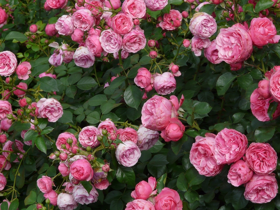 Plant flower petal rose