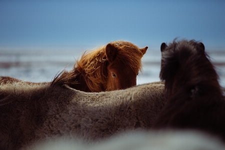 Morning horse mammal mane Photo