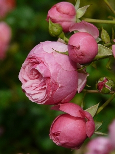 Blossom plant flower petal Photo