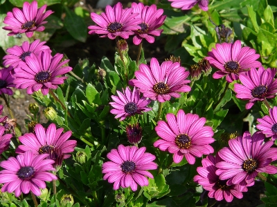 Plant flower purple petal Photo